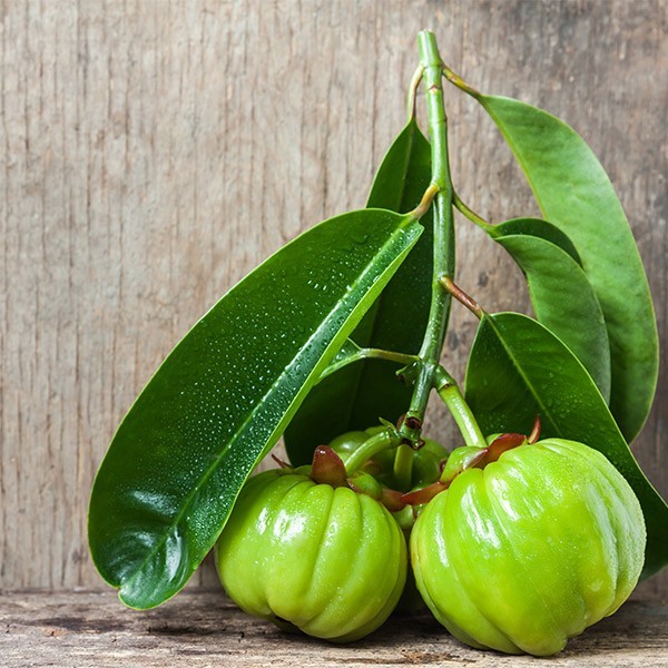 garcinia cambogia