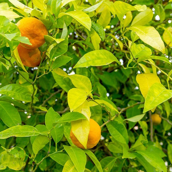 Una pianta di arancio amaro in frutto