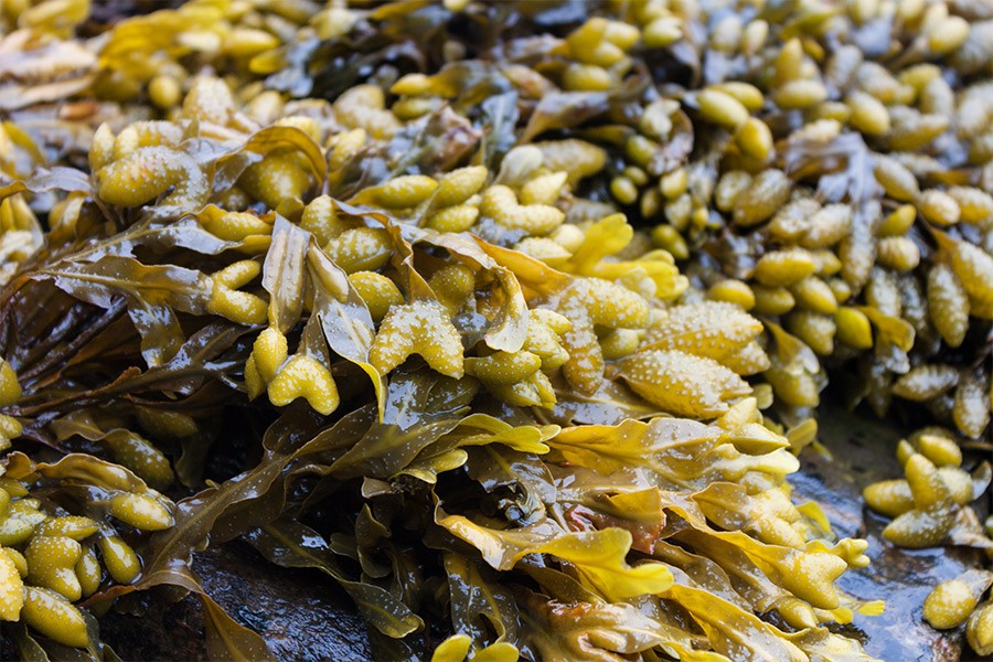 Fucus alga