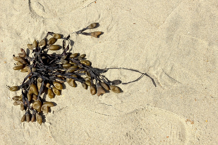 algus fucus spiaggia