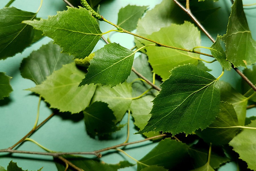 Foglie di betulla