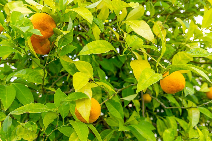 Una pianta di arancio amaro